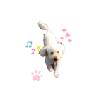 ☺︎ミディアムプードルゆずちゃん☺︎（個別スタンプ：9）