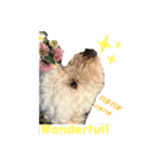 ☺︎ミディアムプードルゆずちゃん☺︎（個別スタンプ：10）