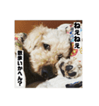 ☺︎ミディアムプードルゆずちゃん☺︎（個別スタンプ：16）