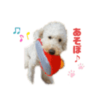 ☺︎ミディアムプードルゆずちゃん☺︎（個別スタンプ：21）