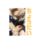 ☺︎ミディアムプードルゆずちゃん☺︎（個別スタンプ：32）