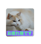 我家のニャンズ（個別スタンプ：1）