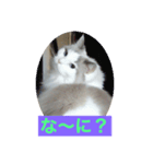 我家のニャンズ（個別スタンプ：3）