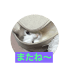 我家のニャンズ（個別スタンプ：4）