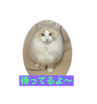 我家のニャンズ（個別スタンプ：5）