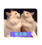 我家のニャンズ（個別スタンプ：6）
