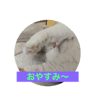 我家のニャンズ（個別スタンプ：7）