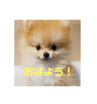 ポメラニアンのぽんちゃん☆（個別スタンプ：1）