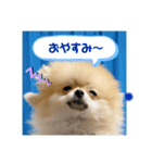 ポメラニアンのぽんちゃん☆（個別スタンプ：2）