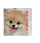 ポメラニアンのぽんちゃん☆（個別スタンプ：4）