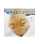 ポメラニアンのぽんちゃん☆（個別スタンプ：5）