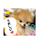 ポメラニアンのぽんちゃん☆（個別スタンプ：7）