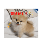ポメラニアンのぽんちゃん☆（個別スタンプ：8）
