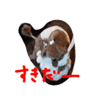 ボビーすたんぷ（個別スタンプ：6）