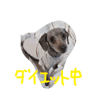 ボビーすたんぷ（個別スタンプ：7）