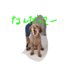 ボビーすたんぷ（個別スタンプ：13）