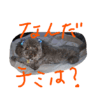 ボビーすたんぷ（個別スタンプ：16）