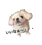 ペキニーズのひーたん★（個別スタンプ：4）