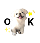 ペキニーズのひーたん★（個別スタンプ：9）
