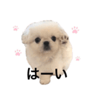 ペキニーズのひーたん★（個別スタンプ：10）