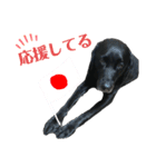黒ラブソレイユ4（個別スタンプ：2）