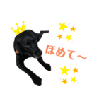 黒ラブソレイユ4（個別スタンプ：5）