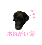 黒ラブソレイユ4（個別スタンプ：7）
