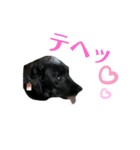 黒ラブソレイユ4（個別スタンプ：14）