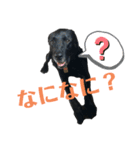 黒ラブソレイユ4（個別スタンプ：15）