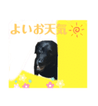 黒ラブソレイユ4（個別スタンプ：16）