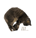 CONYAN.vo1（個別スタンプ：1）