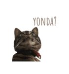 CONYAN.vo1（個別スタンプ：4）