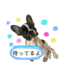 フレンチブル姫ちゃんの気まぐれスタンプ①（個別スタンプ：10）