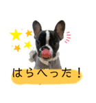 フレンチブル姫ちゃんの気まぐれスタンプ①（個別スタンプ：11）