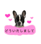 フレンチブル姫ちゃんの気まぐれスタンプ①（個別スタンプ：20）
