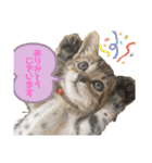 ぽこてん（個別スタンプ：1）