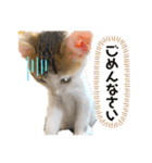 ぽこてん（個別スタンプ：2）
