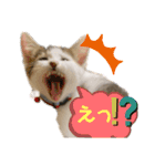 ぽこてん（個別スタンプ：3）