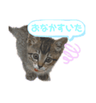 ぽこてん（個別スタンプ：6）