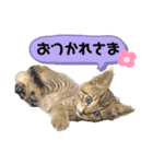 ぽこてん（個別スタンプ：13）