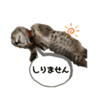 ぽこてん（個別スタンプ：16）