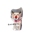 ライリーといっしょ♡②（個別スタンプ：2）