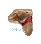 ライリーといっしょ♡②（個別スタンプ：10）