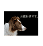 チョコ色ボーダーコリーsab（個別スタンプ：6）