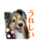 Winスタンプ②（個別スタンプ：13）