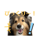 Winスタンプ②（個別スタンプ：14）