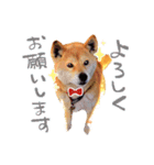 柴犬ハナのスタンプ（個別スタンプ：1）