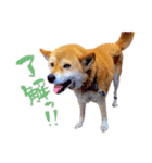 柴犬ハナのスタンプ（個別スタンプ：2）