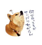 柴犬ハナのスタンプ（個別スタンプ：3）