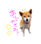 柴犬ハナのスタンプ（個別スタンプ：4）